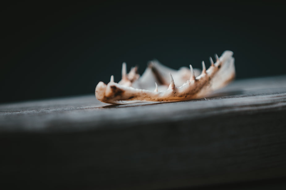 Free A Tiny Animal Jaw Bone Image: Stunning Photography