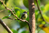 a tiny bird nestled in a green tree