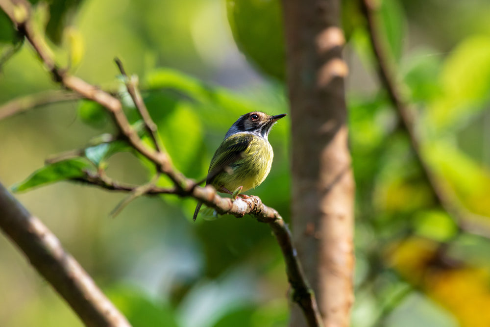 a tiny bird nestled in a green tree