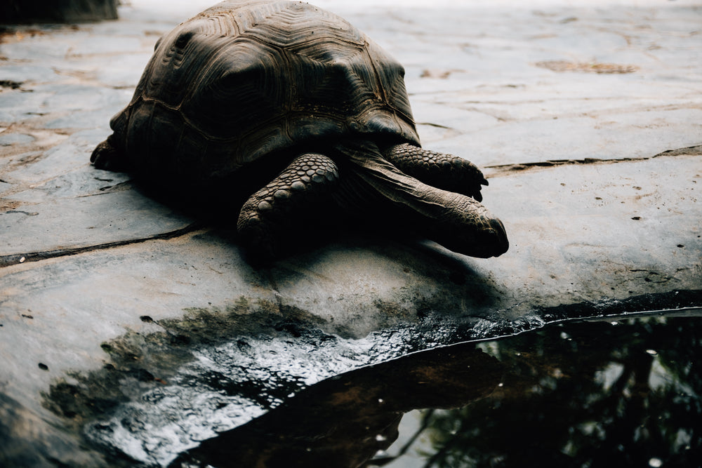 a tortoise makes their way into the water