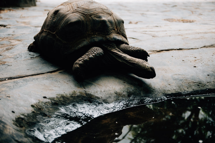 a-tortoise-makes-their-way-into-the-water.jpg?width=746&format=pjpg&exif=0&iptc=0