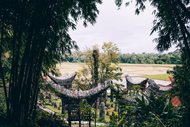 a towering bamboo forest overlooks indonesian temple