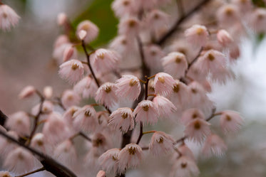 a tree with spikey pink flowers fills the frame