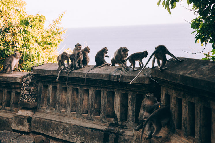 a-tribe-of-monkeys-spectate-collectively.jpg?width=746&format=pjpg&exif=0&iptc=0