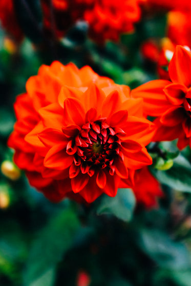 a vibrant red flower and green leaves out of focus