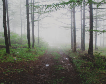a walk in the woods on a misty day