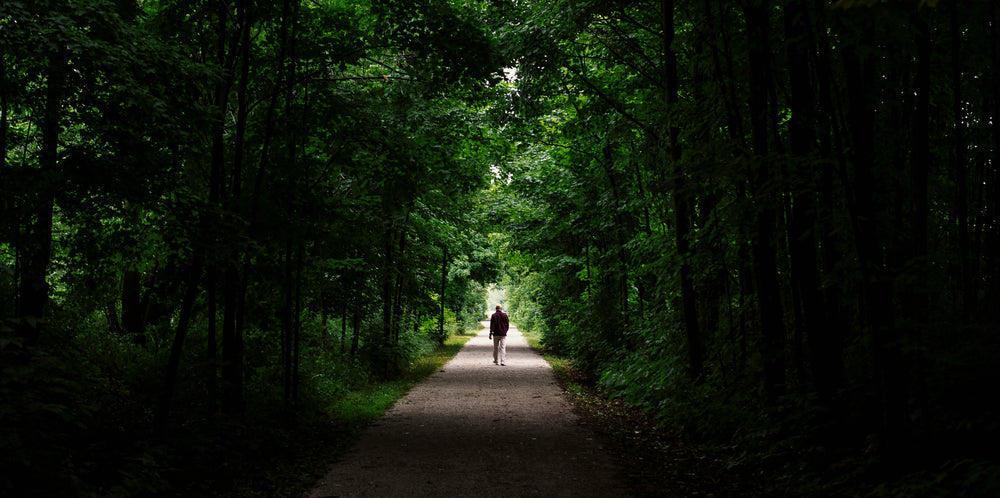 a walk through a lush path