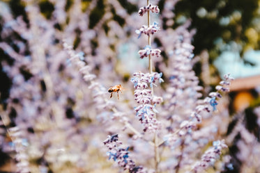 a wasp hovers by lavender on a summer's day