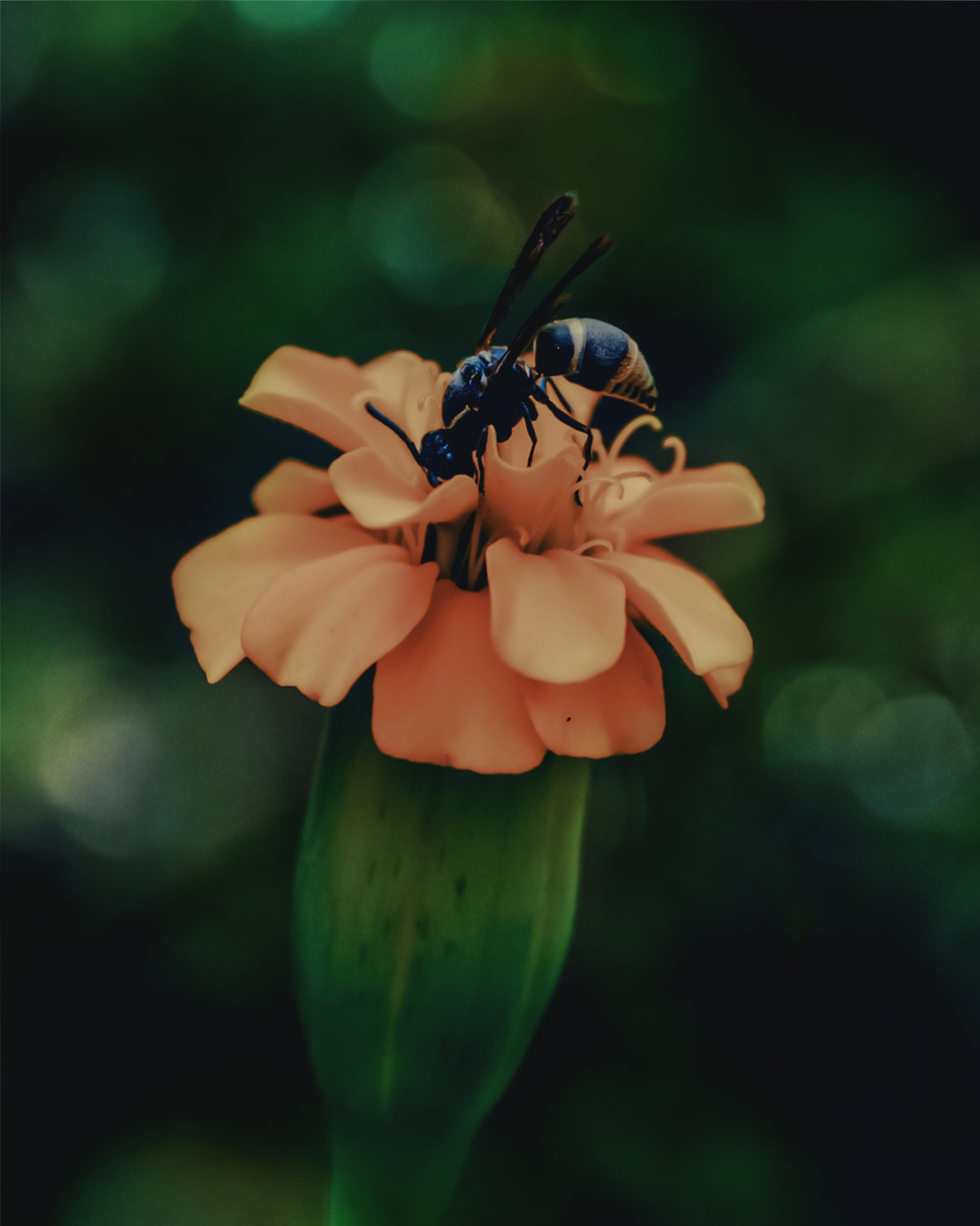 a wasp sits in an orange flower