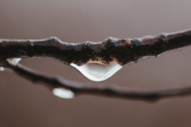 a water droplet forms on a leafless branch
