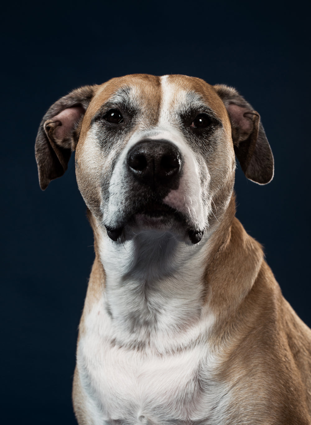 a white and tan dog stares into your soul