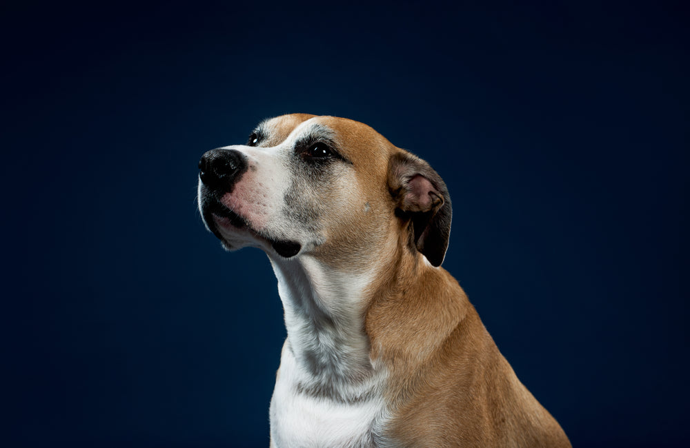 a white and tan dog stares longingly to the side