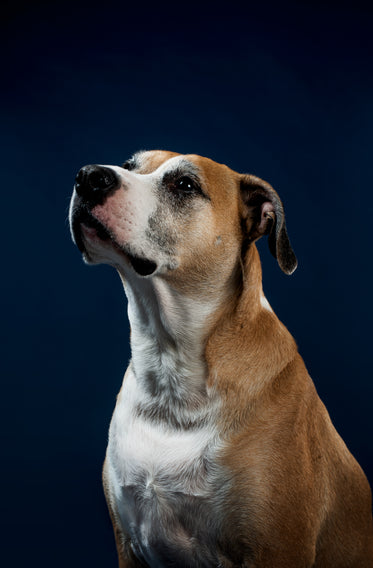 a white and tan dog with greying fur