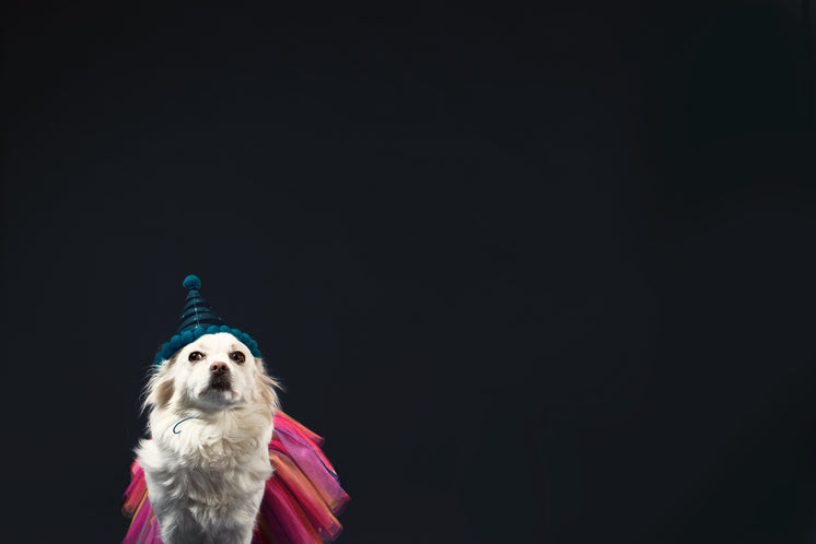 a-white-dog-in-a-wizard-hat-and-princess