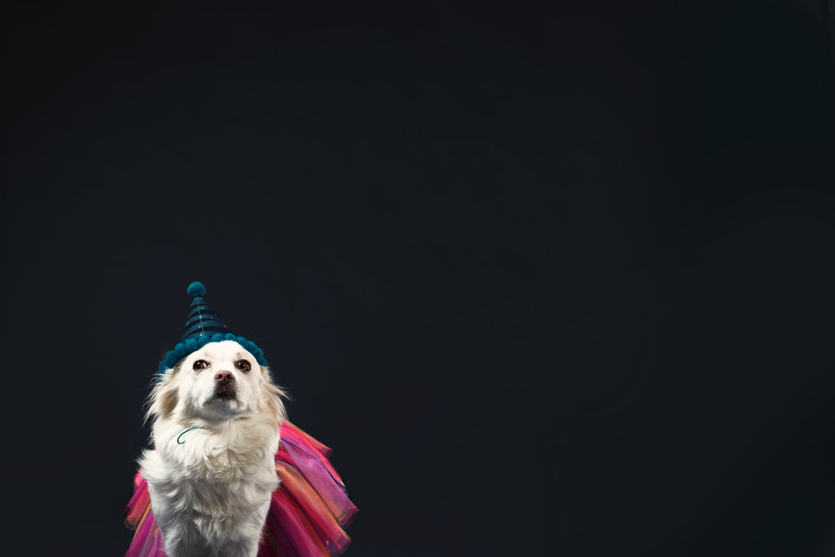 a white dog in a wizard hat and princess dress