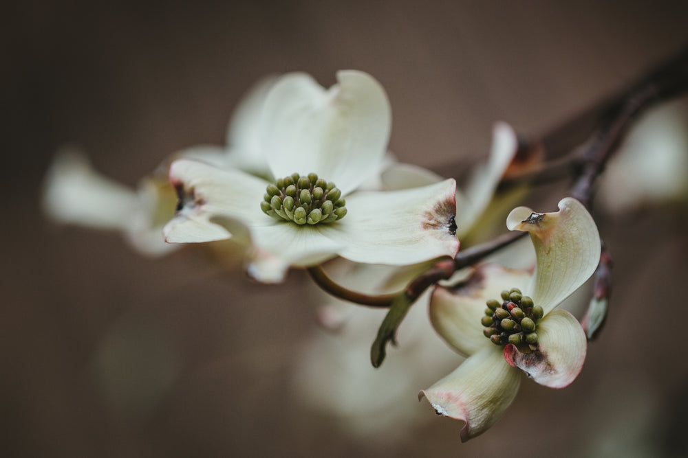 a white flower on a twig in the dark