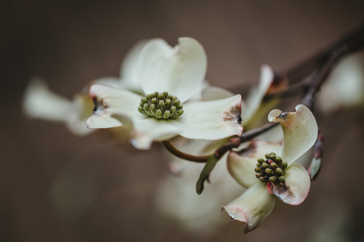 A White Flower On A Twig In The Dark