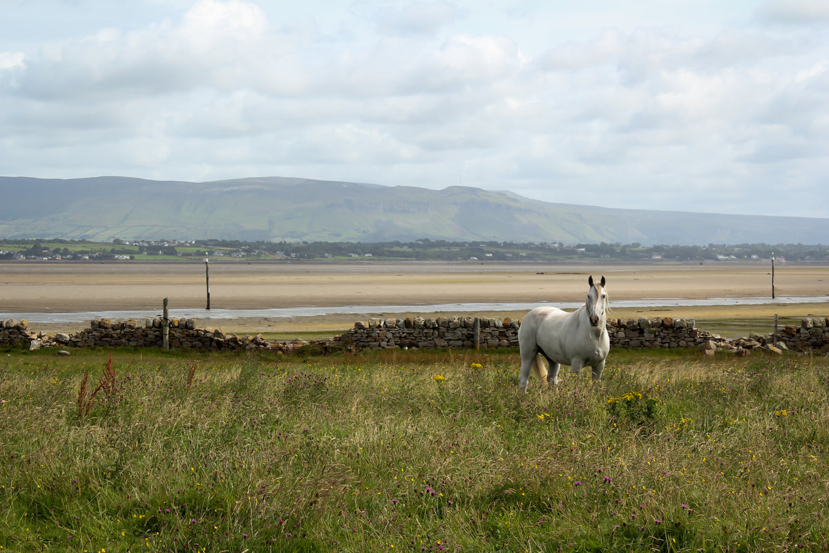 一匹白马站在与海滩隔开的田野里
