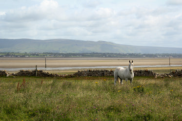 a white horse in a field walled off from a  beach