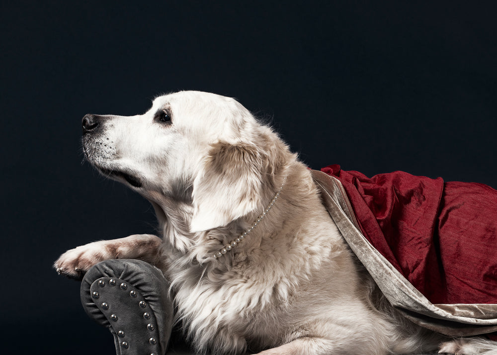 a white labrador wearing a pearl necklace