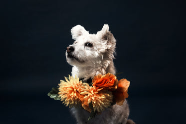 a white little dog in a flowery scarf