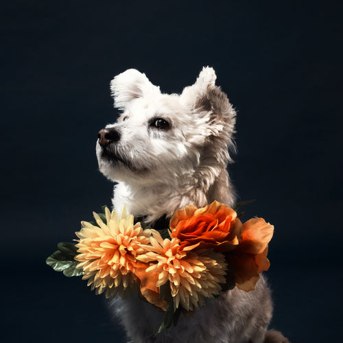 A White Little Dog In A Flowery Scarf