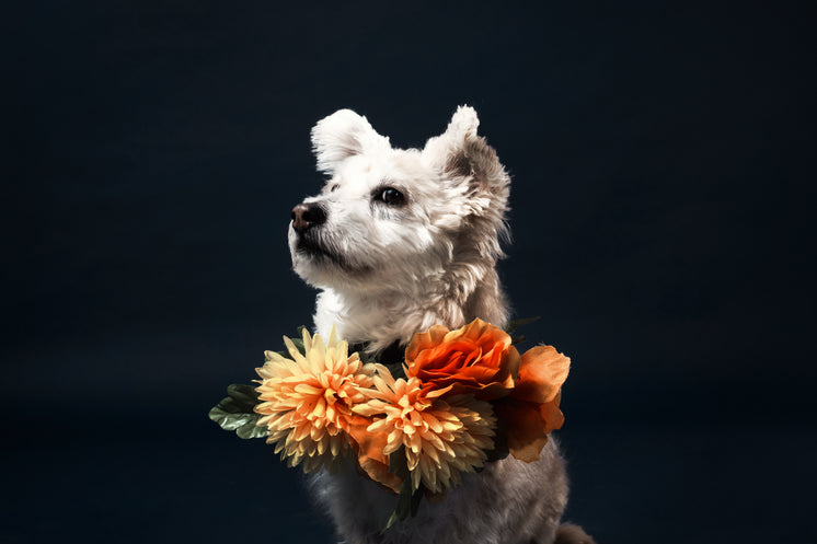 Pups And People Await Furry Finale At Westminster Dog Show