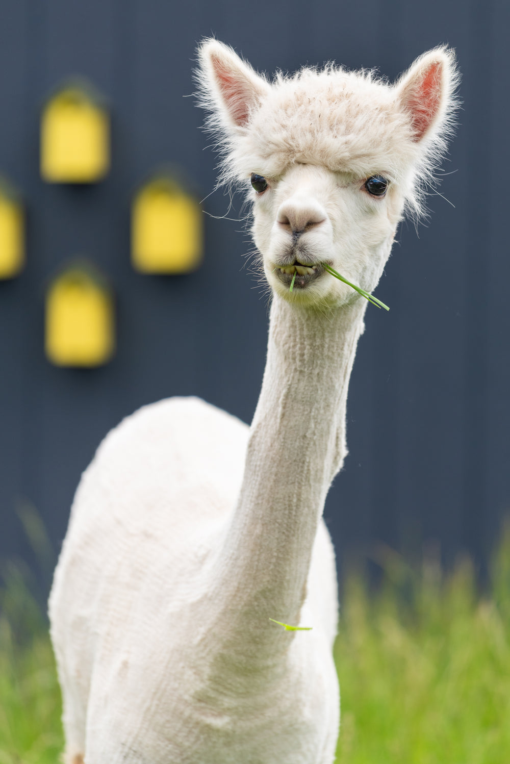 a white llama chews cud in a field