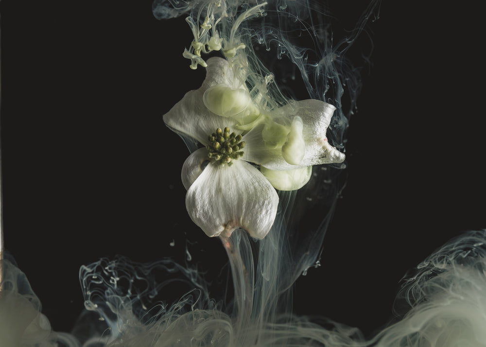 a white silky flower spills white tendrils of smoke