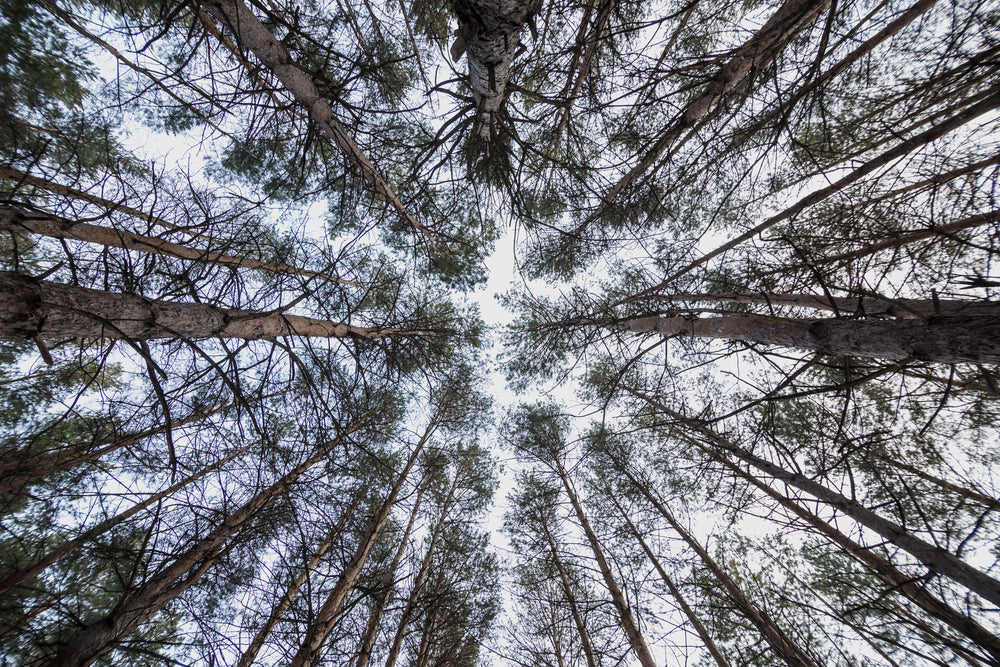 a white sky framed by coniferous forest in winter