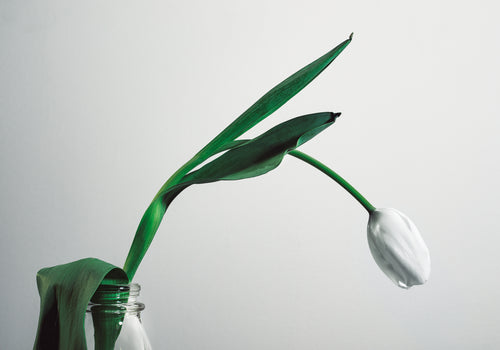 a white tulip hangs over the bright background