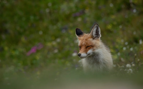 a winking fox stands in a green field