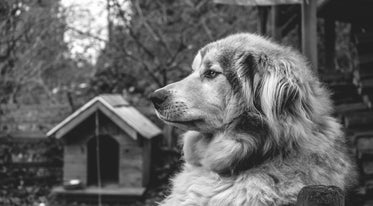 a wise dog outside their kennel