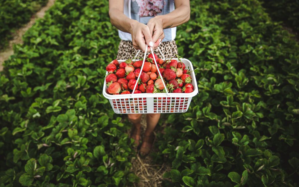 uma mulher segura uma cesta de morangos em um campo