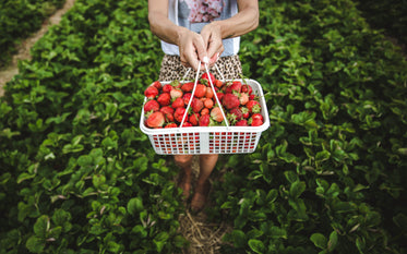 a woman holds a basket of strawberries in a field