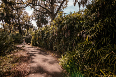 a woman in a white linen dress strolls through florida grove