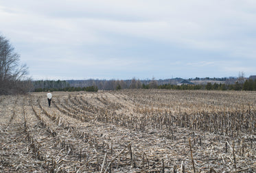 a woman walks alone in a barren field