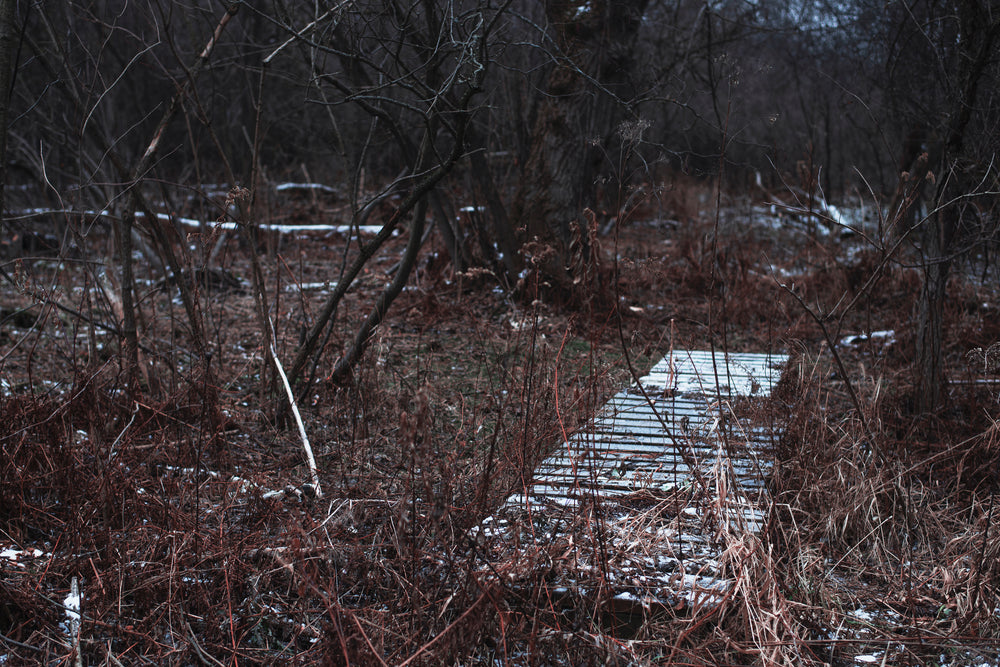 a wooden path amidst some overground woodland