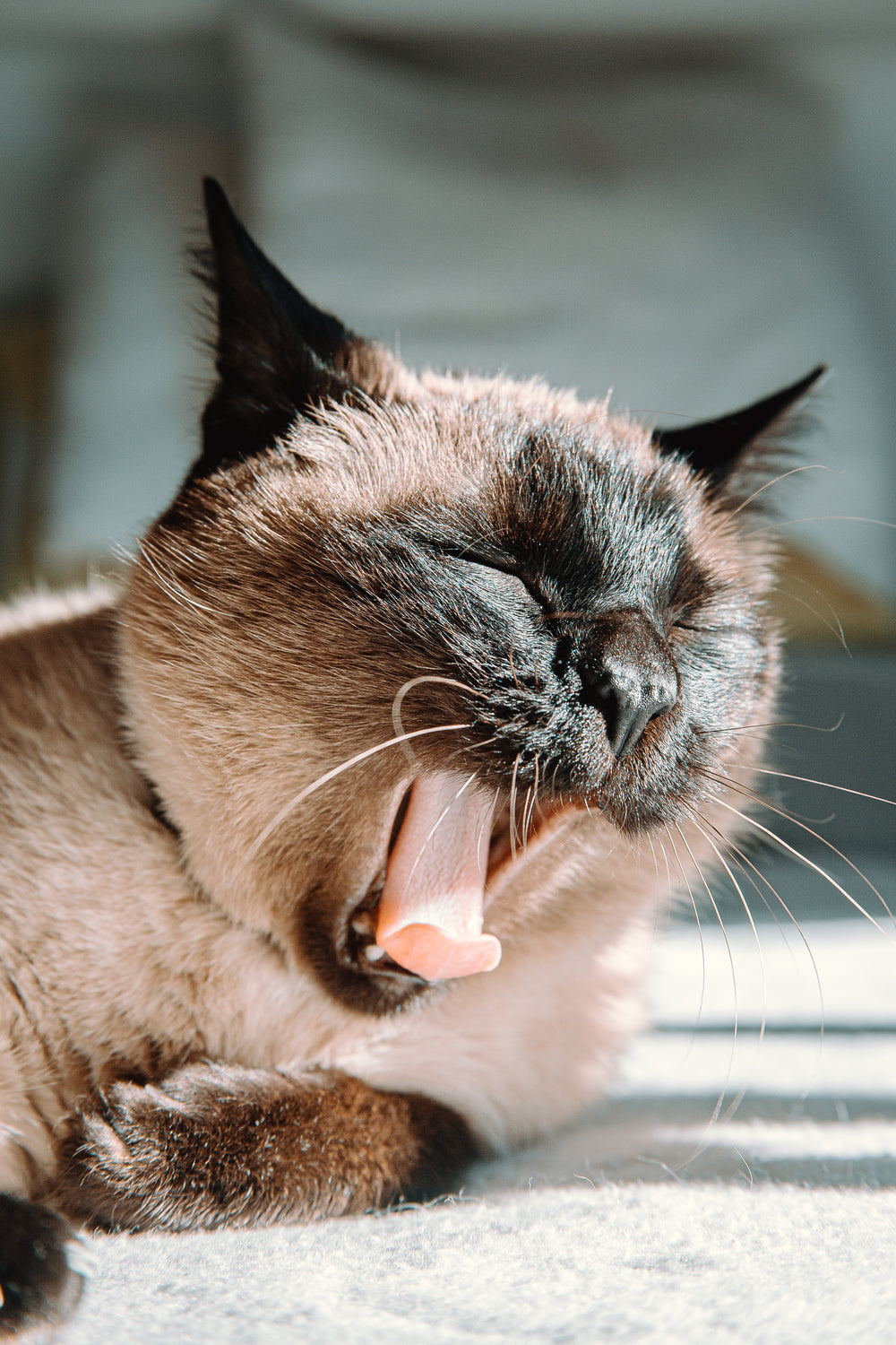 gato siamês bocejando