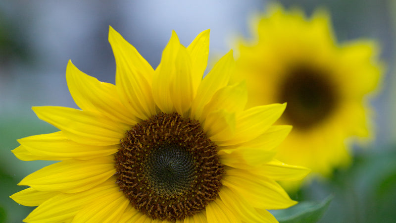 A Yellow Sunflower In Full Bloom