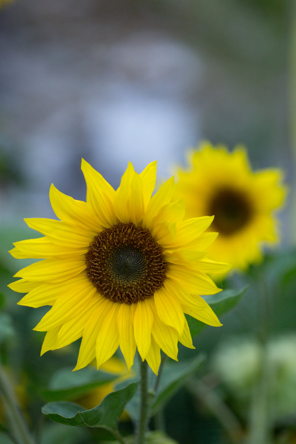 a yellow sunflower in full bloom