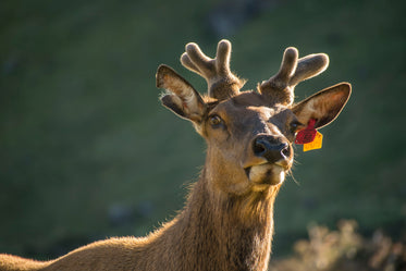 a young stag in the sun