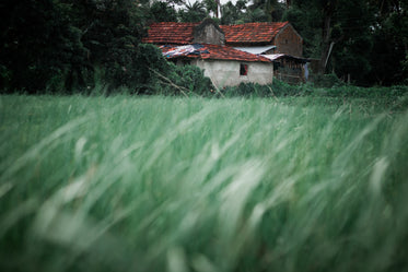 abandoned farm house through grass