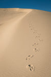 abandoned footsteps along a dune