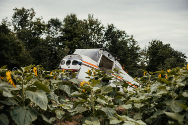 avião abandonado em campo de girassóis