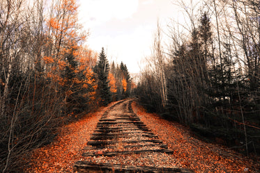 abandoned train track through the woods