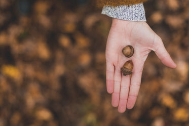 acorns in autumn