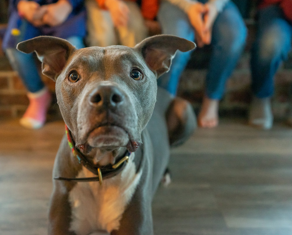 adorable dog desires treat