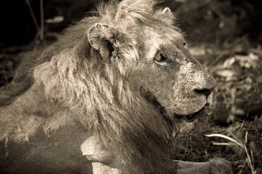 adult male lion in the sun