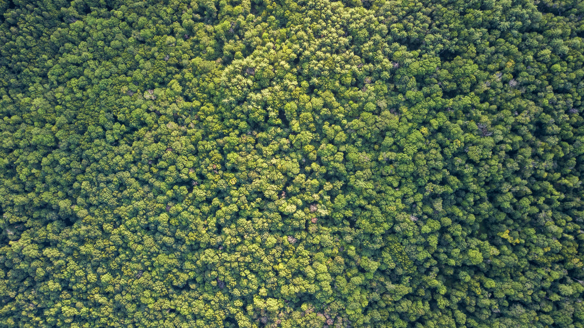 aerial image of green forest treetops